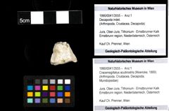 Foto (Objekt + Etiketten) von Cracensigillatus acutirostris (Moericke, 1889) 